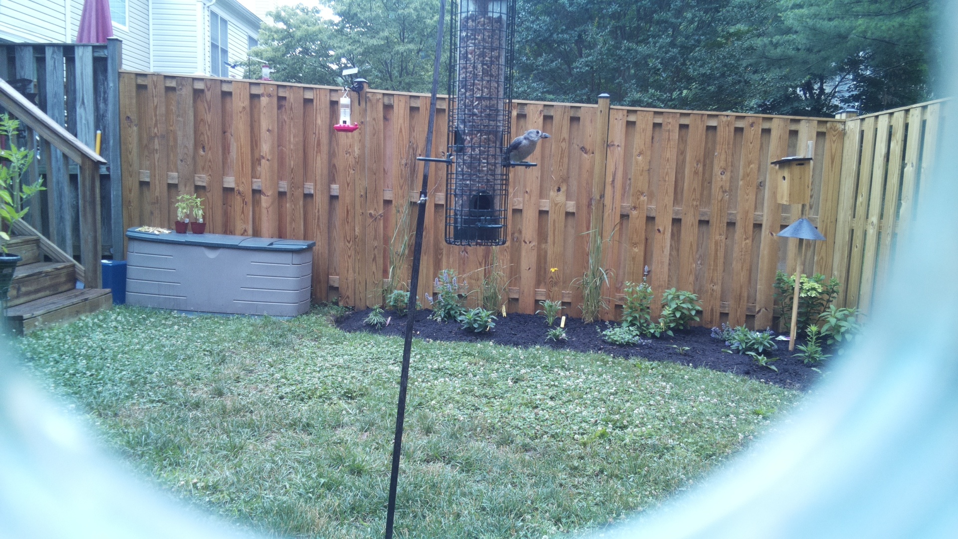 Likely Chickadee/Titmouse