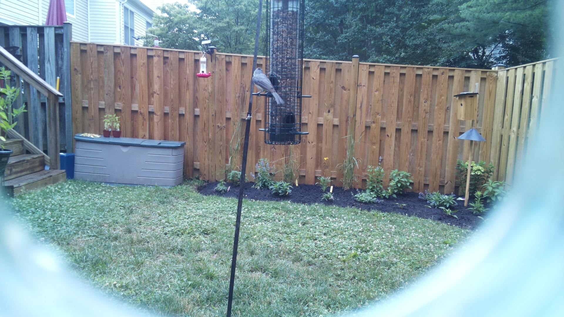 Likely Chickadee/Titmouse