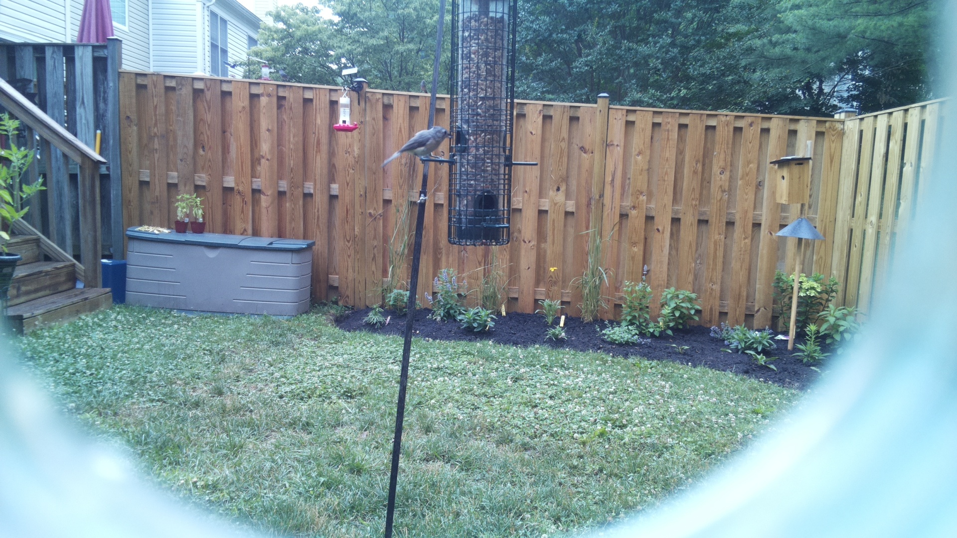 Tufted Titmouse
