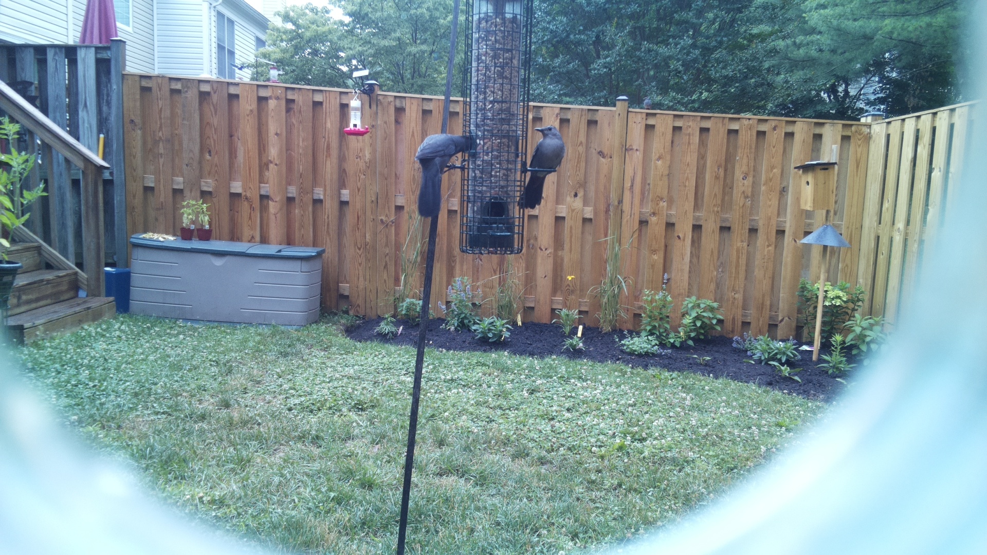 Brown-headed Cowbird