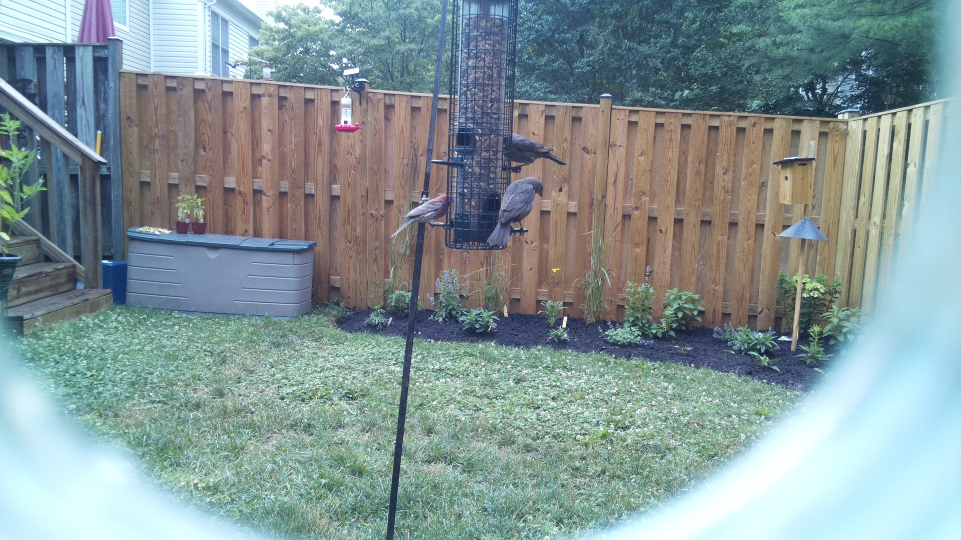 Likely Blackbird/Grackle