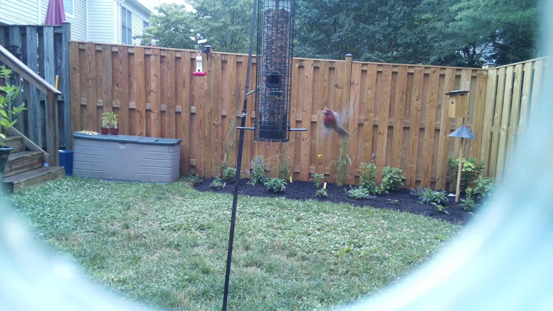 Purple Finch