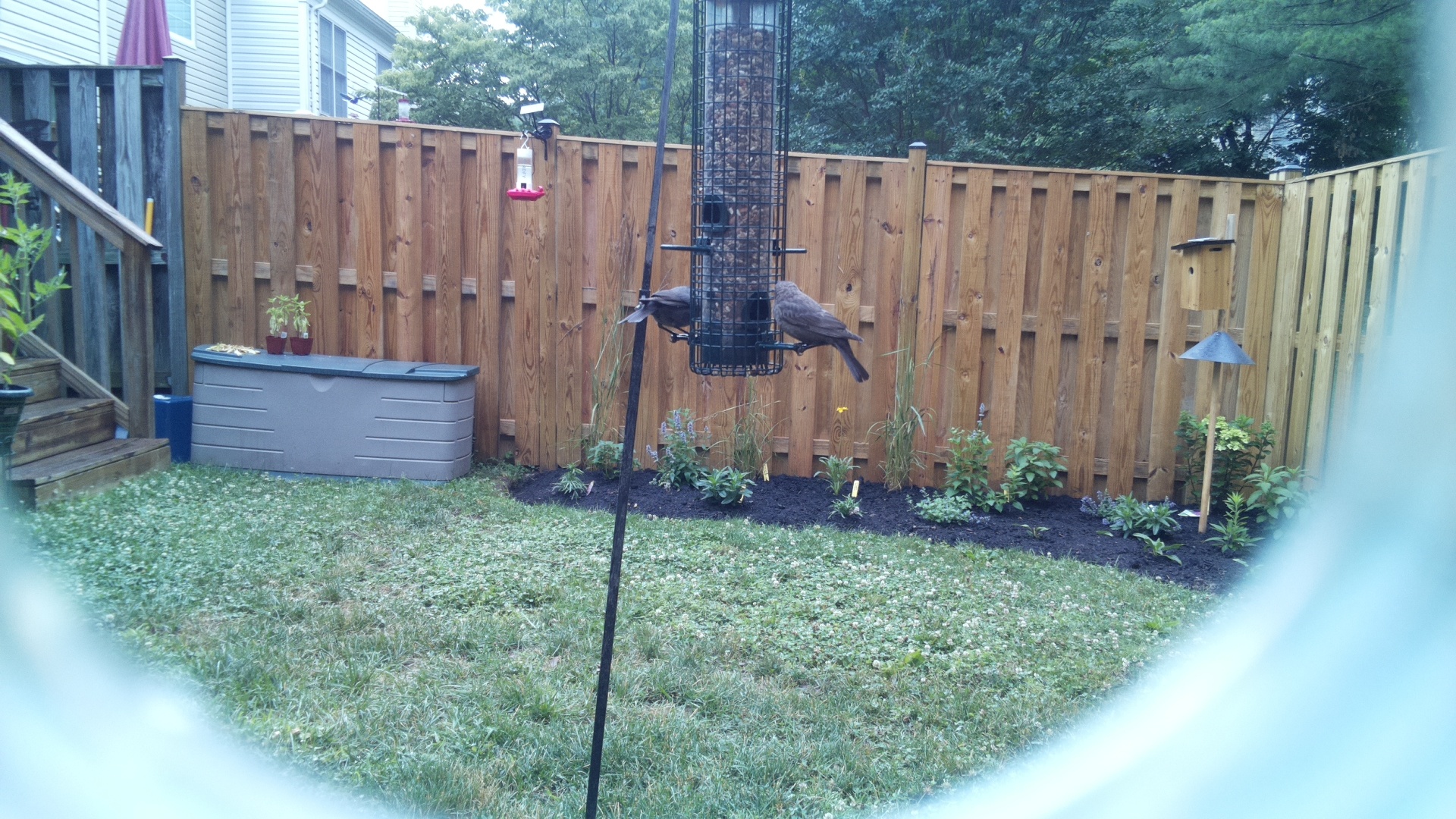 Brown-headed Cowbird