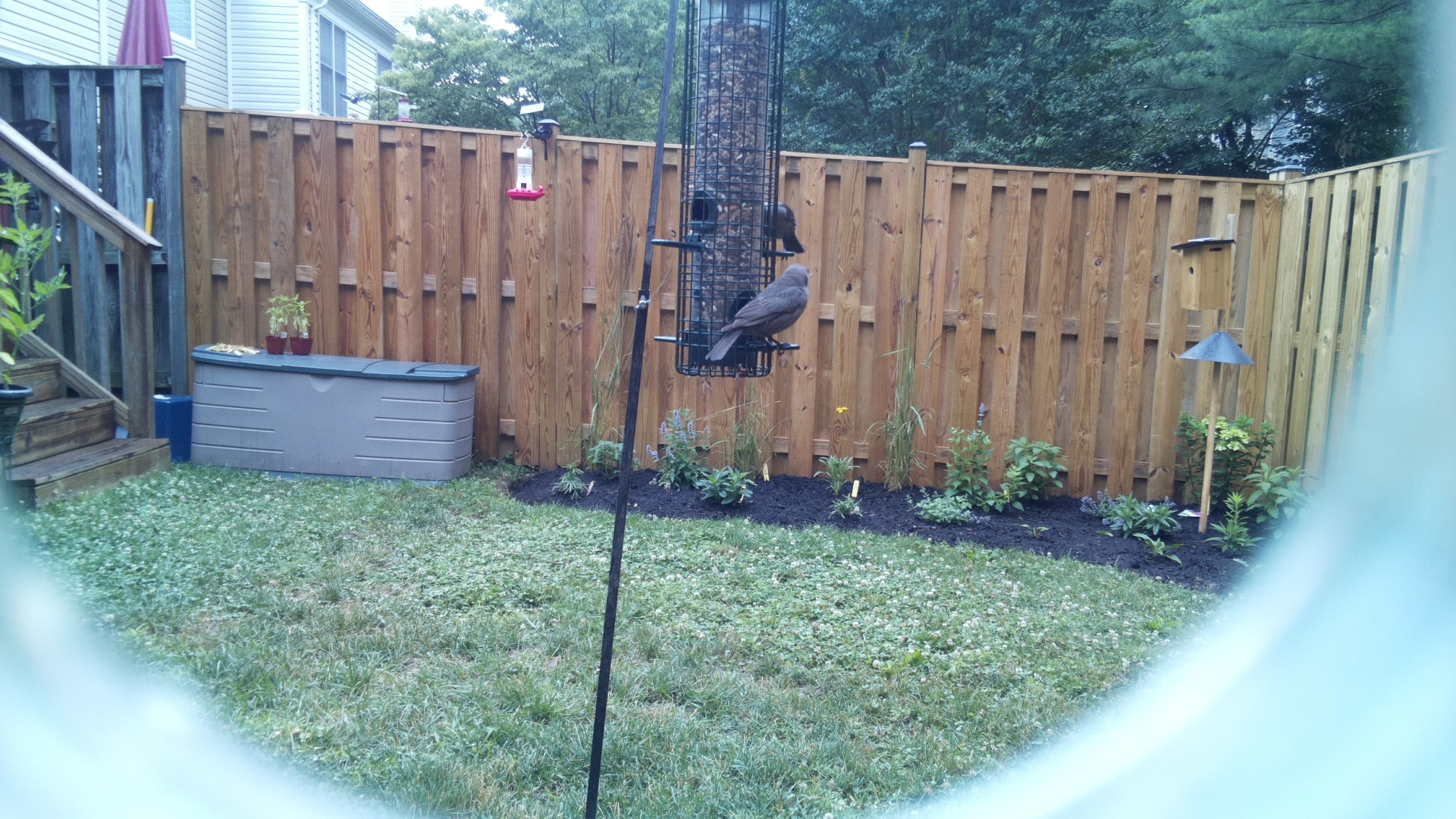 Brown-headed Cowbird