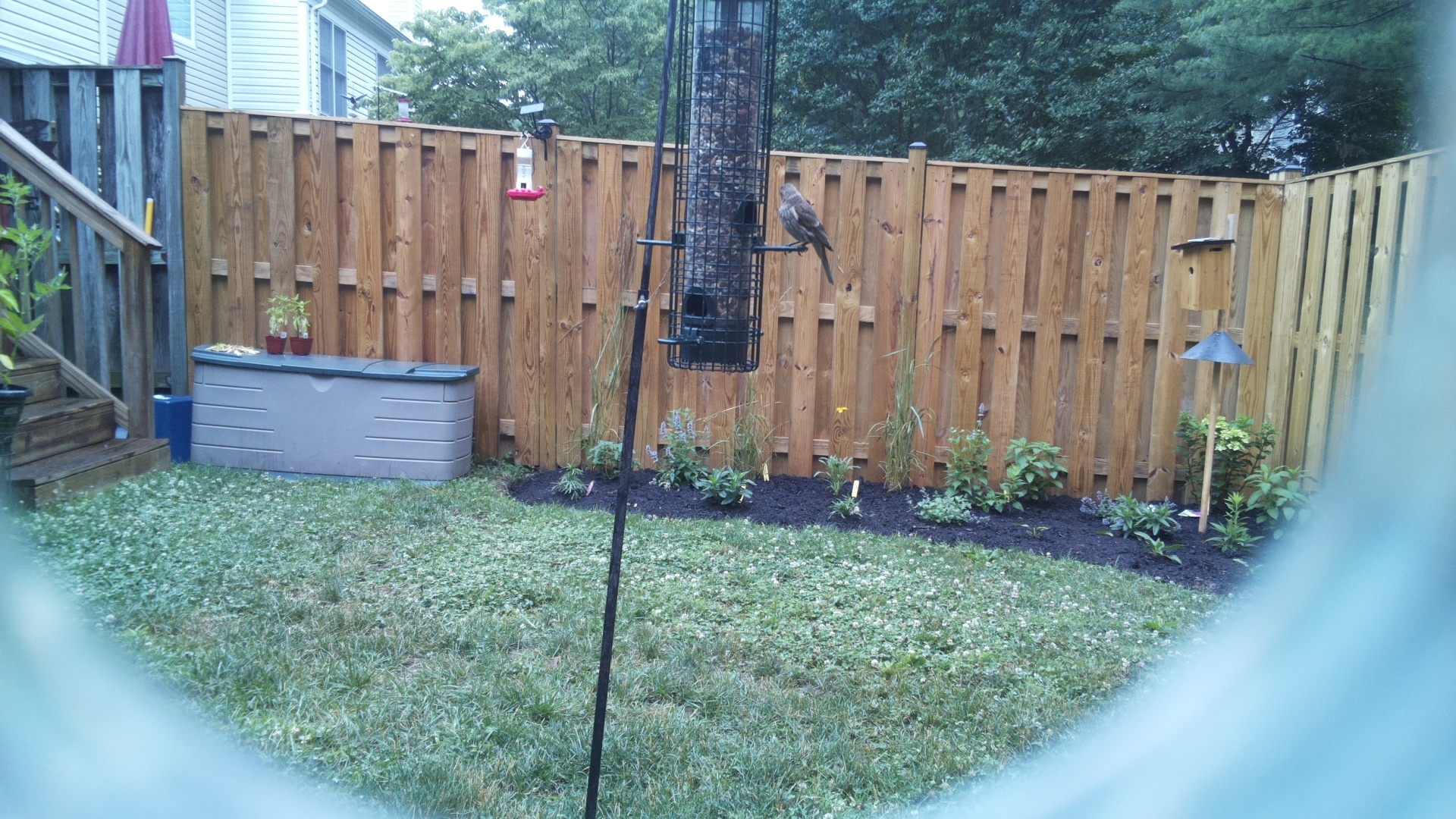 Unknown Bird