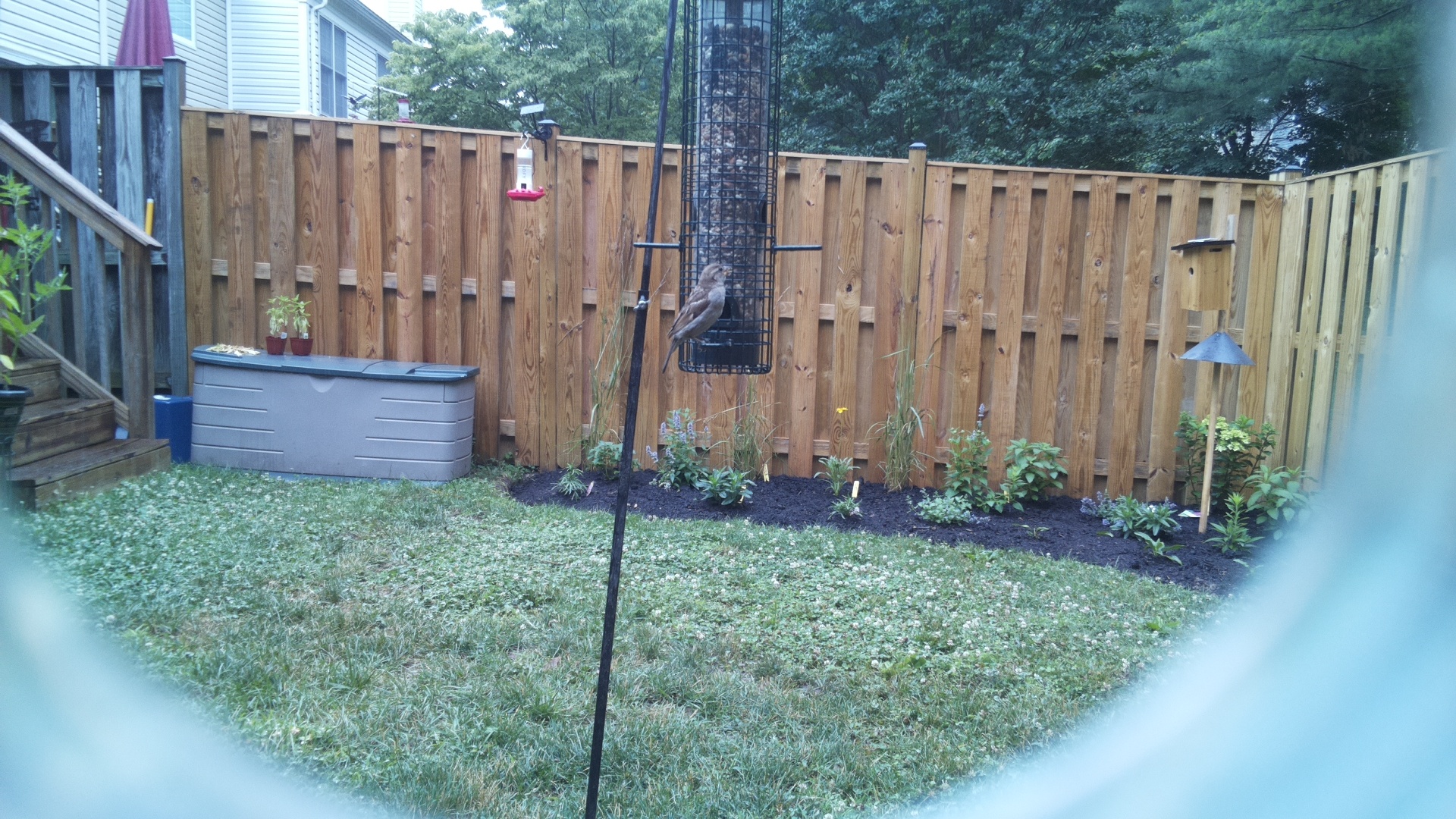 Likely Finch