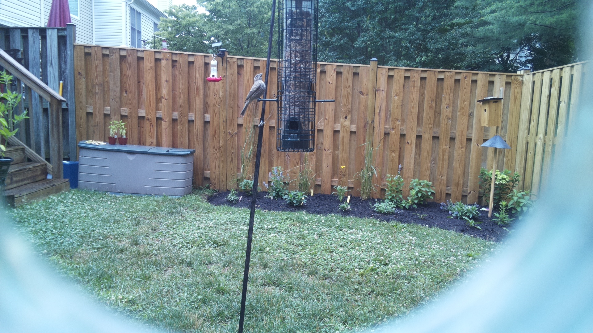 Likely Finch
