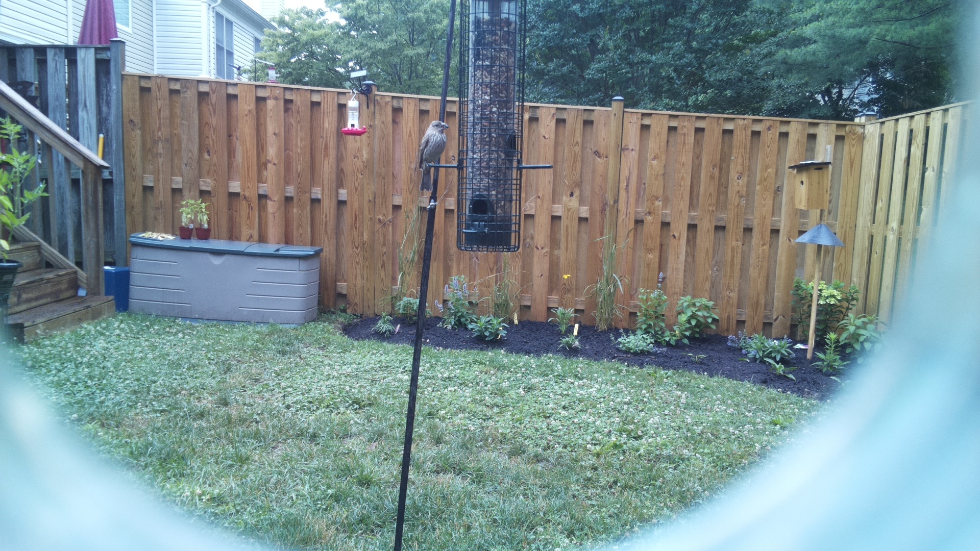 Likely Finch