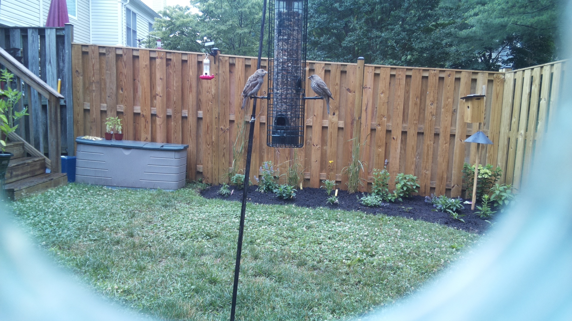 Likely Finch