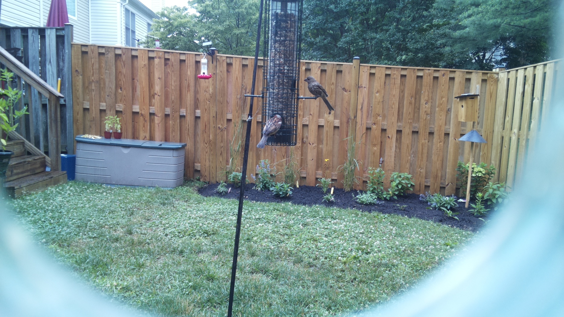 Purple Finch