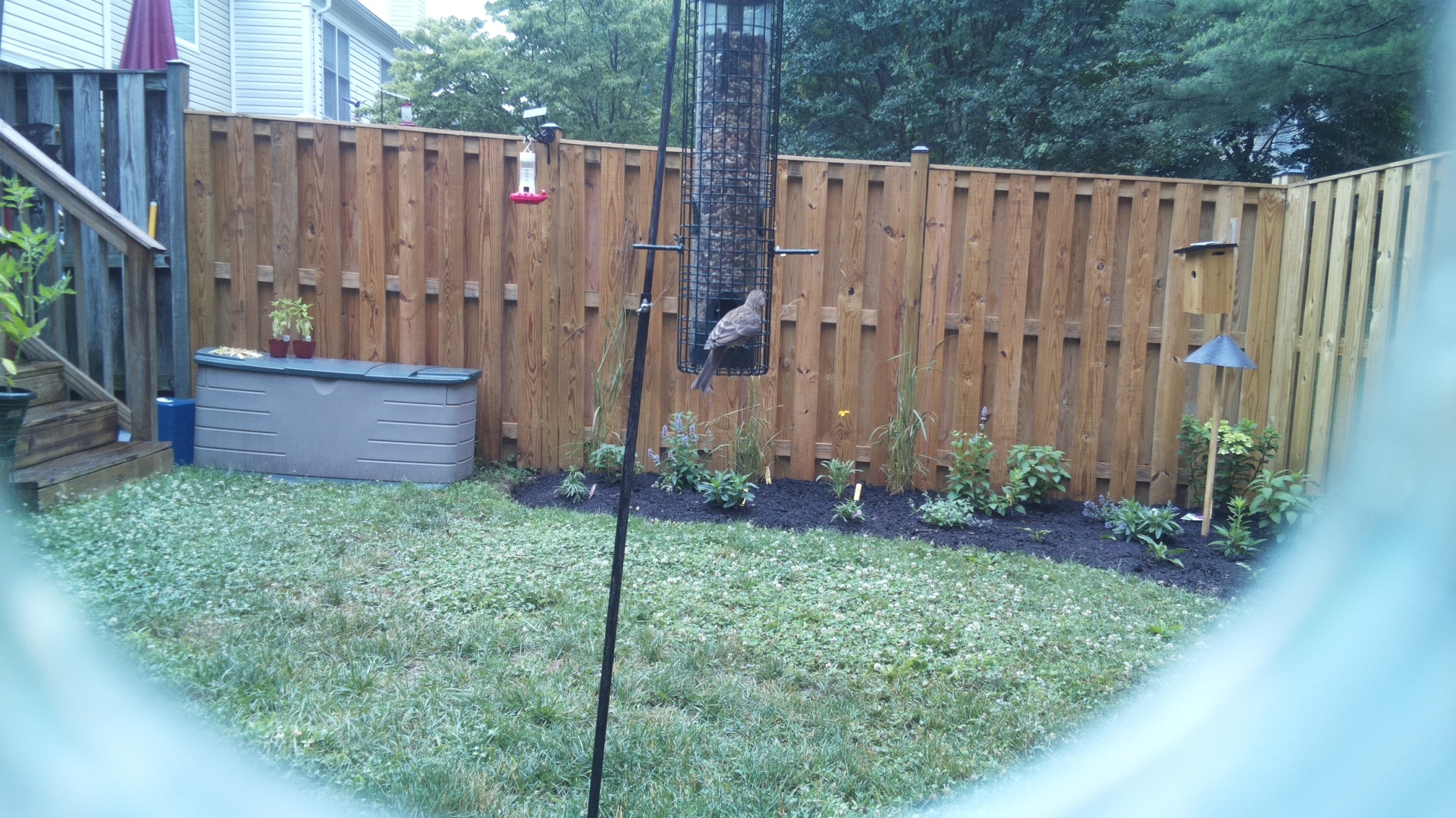 Likely Finch