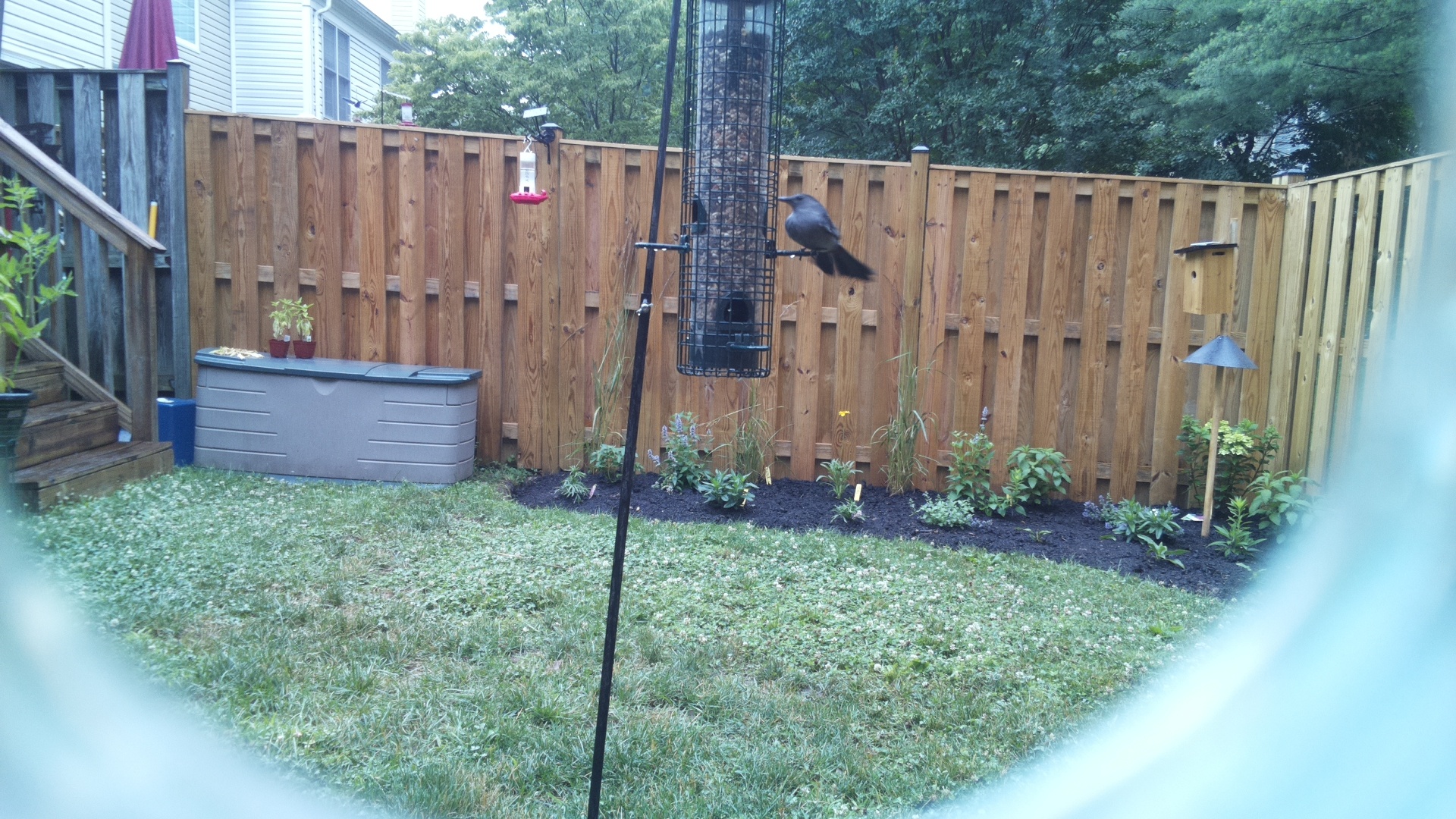 Unknown Bird