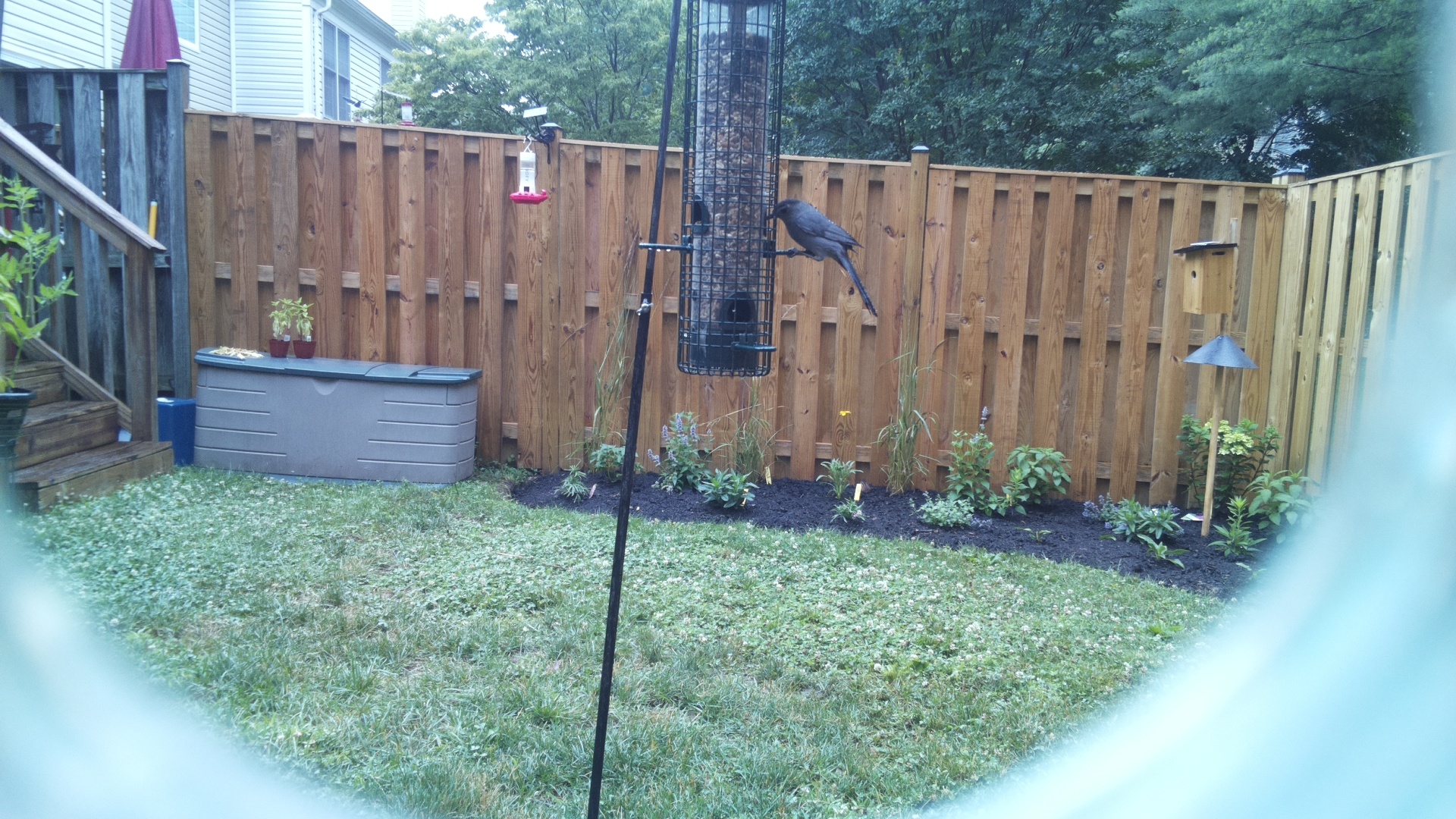 Likely Blackbird/Grackle