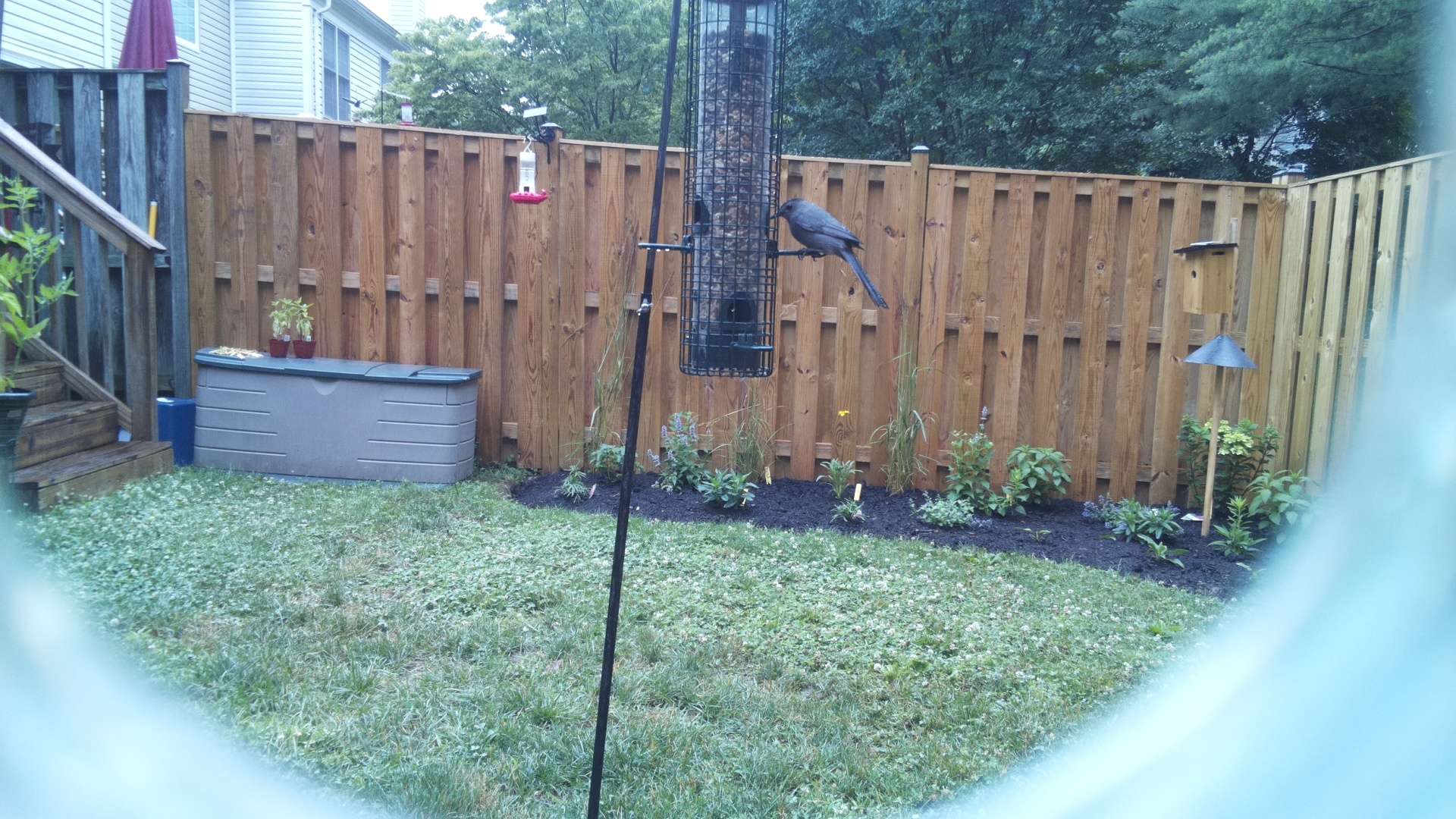 Brown-headed Cowbird