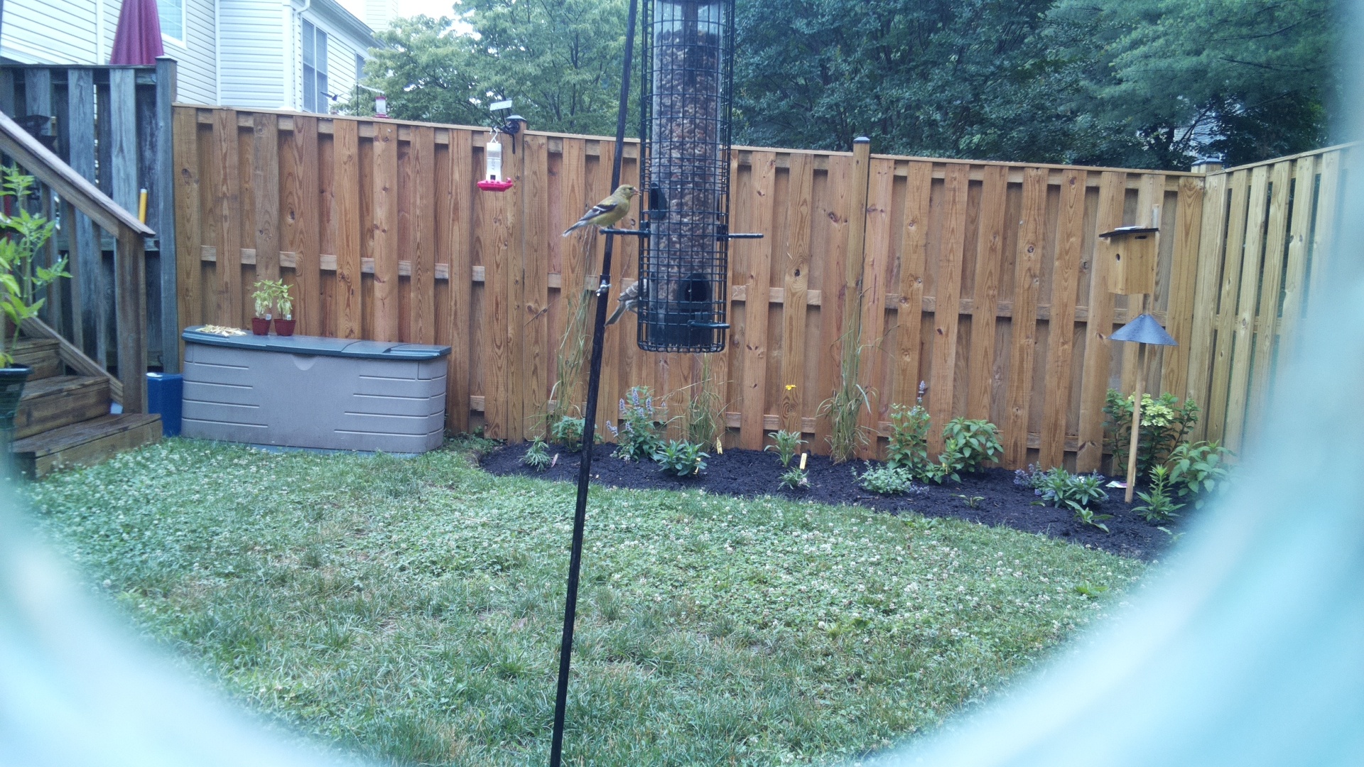 American Goldfinch