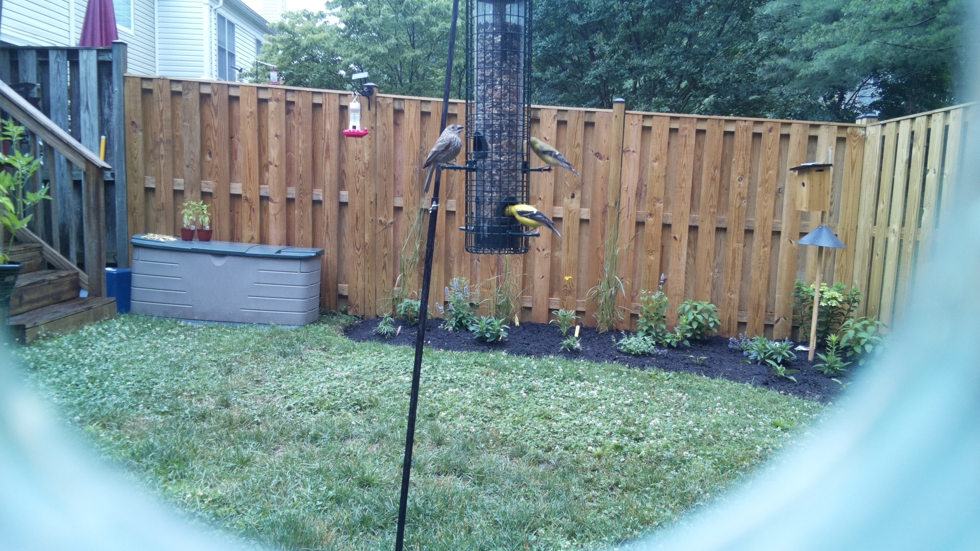 American Goldfinch
