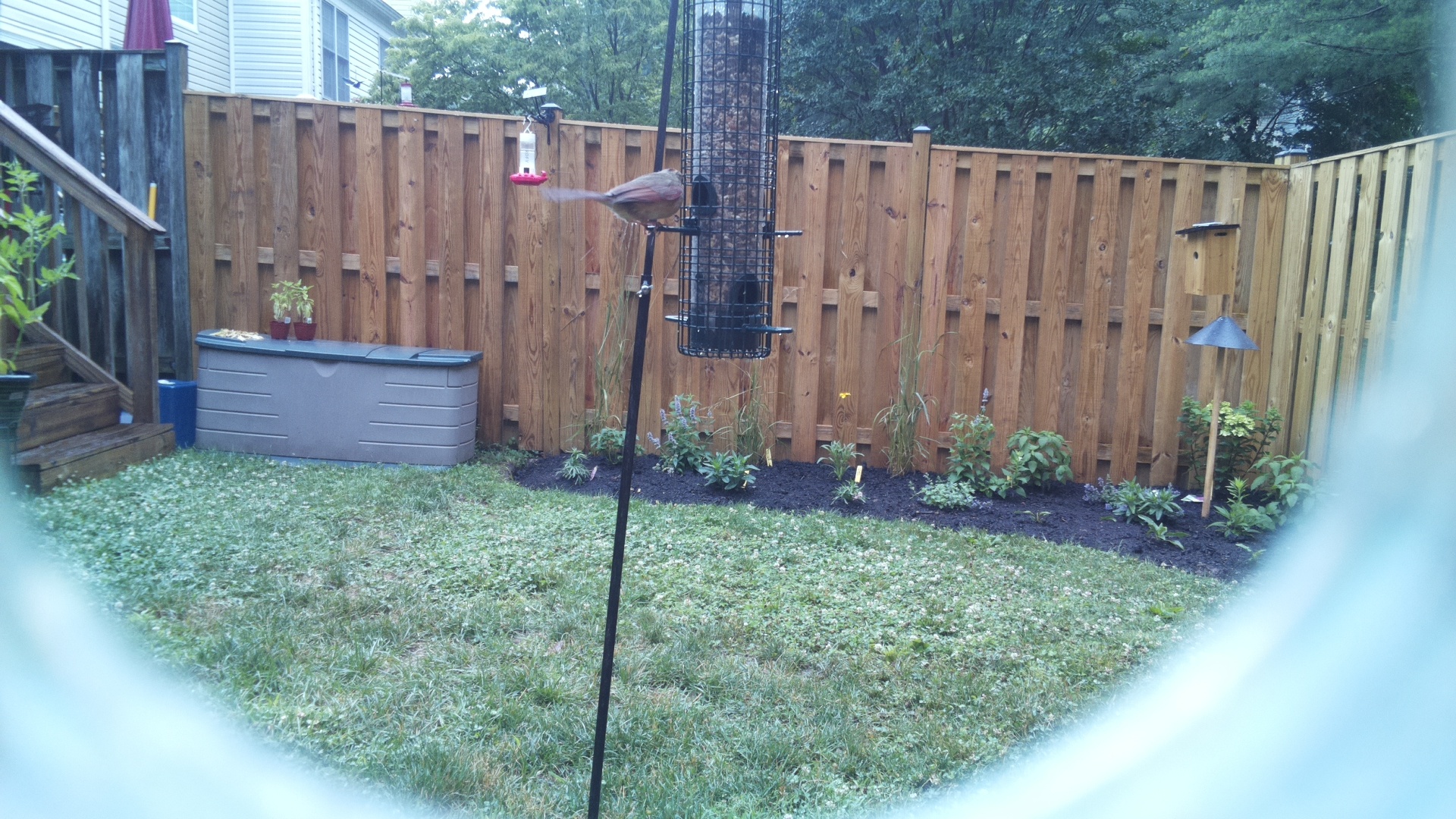 Likely Finch