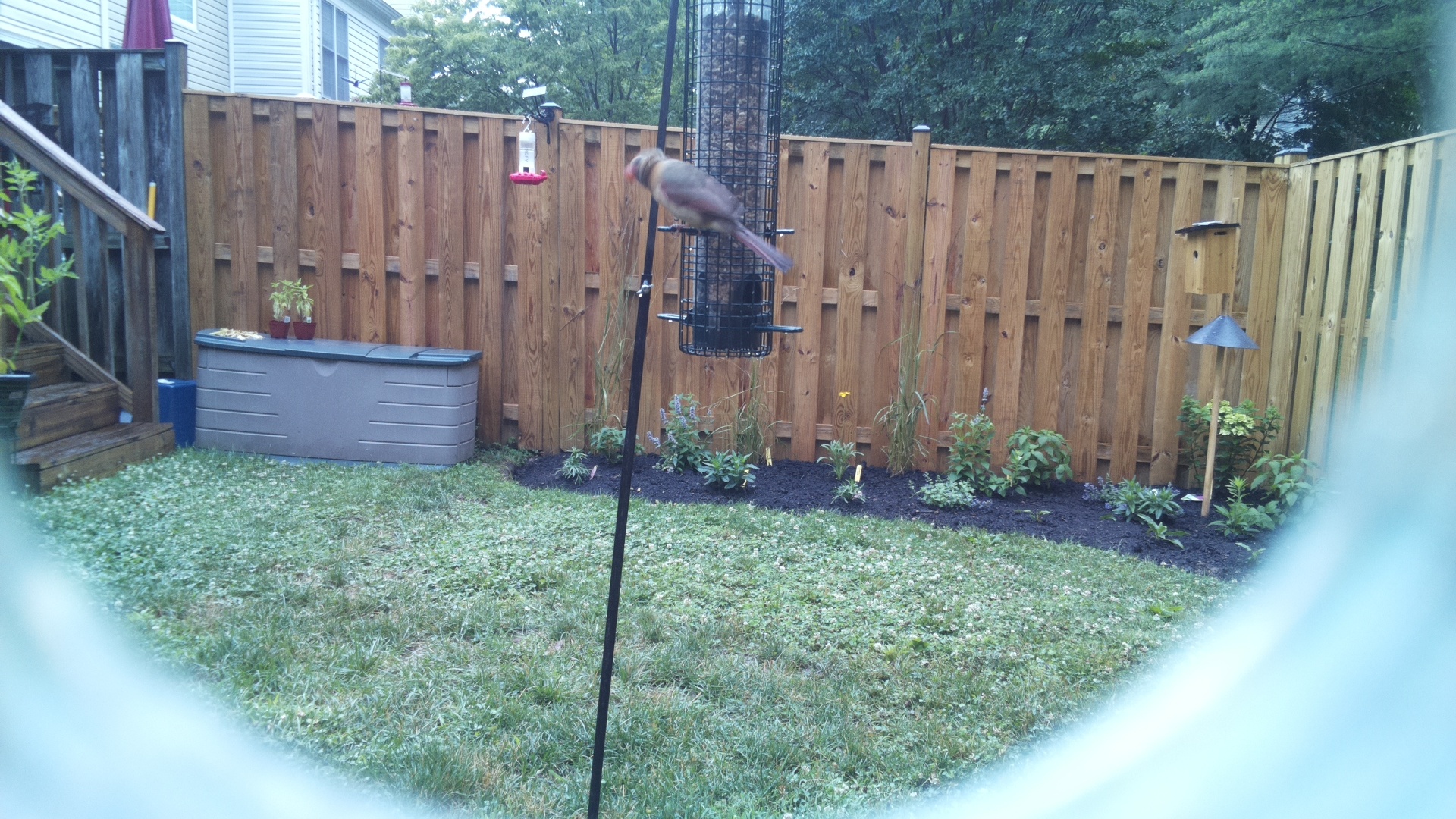 Unknown Bird