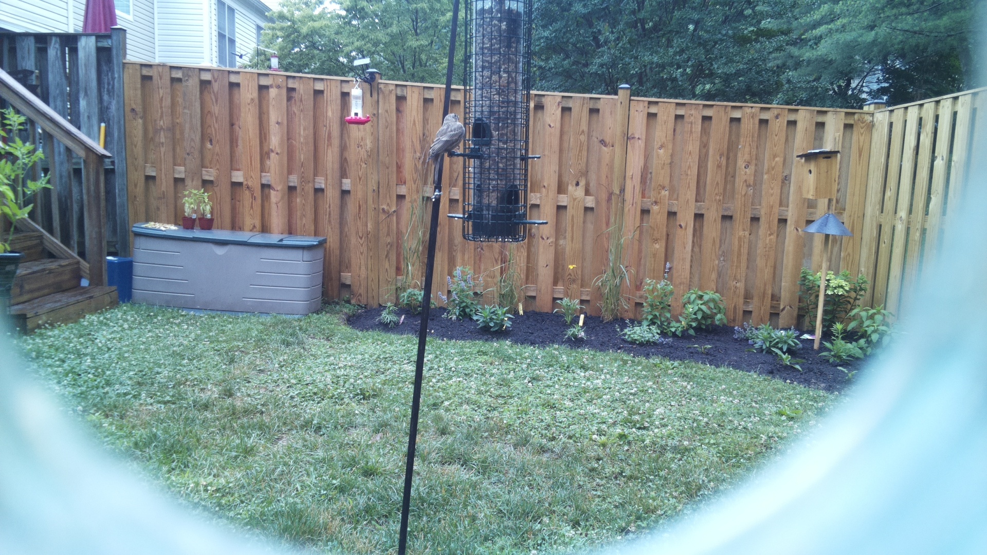 Likely Finch