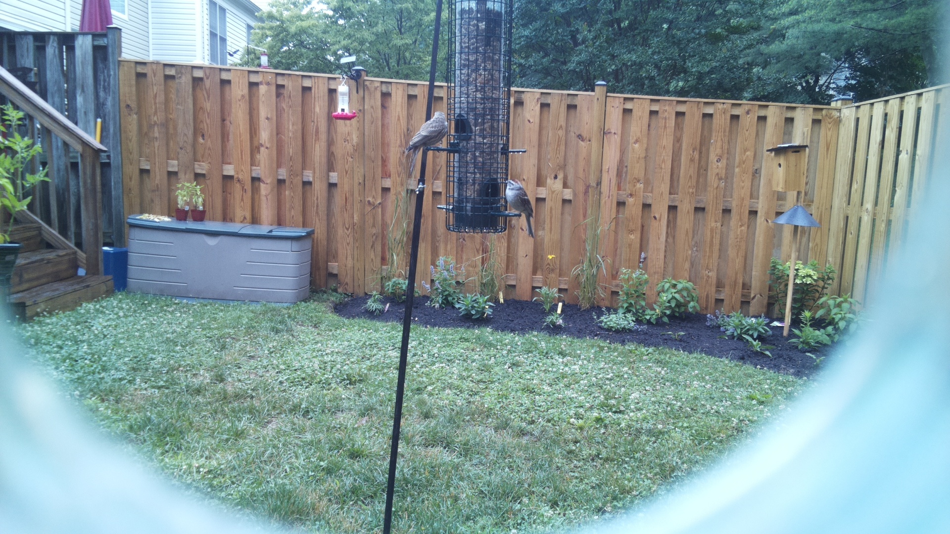 Likely Finch
