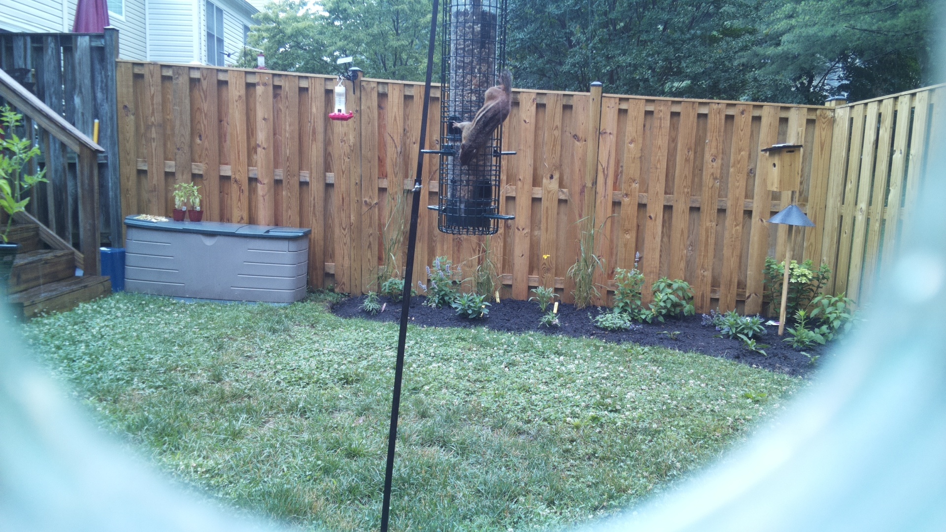 Likely Blackbird/Grackle