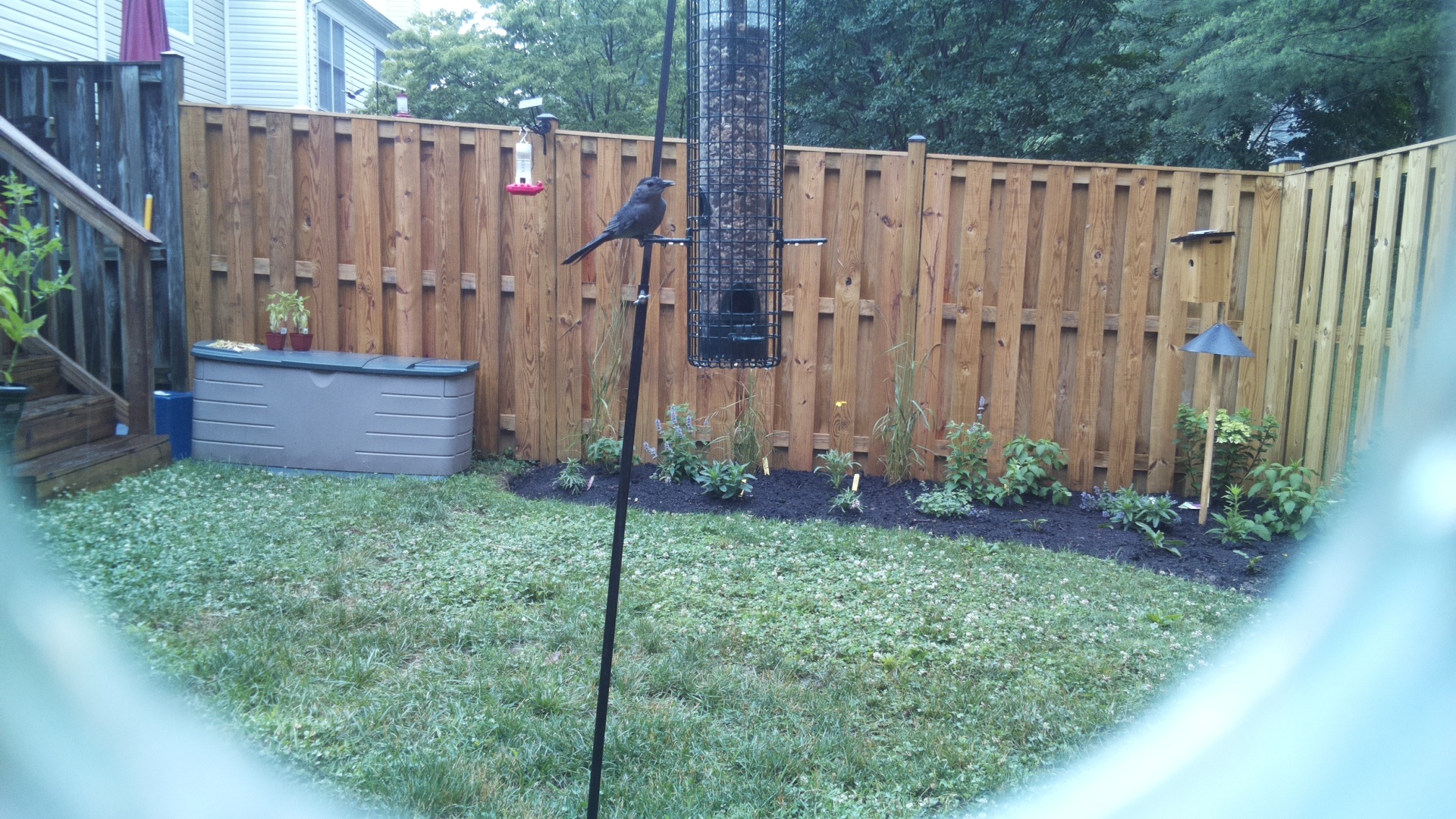 Likely Blackbird/Grackle