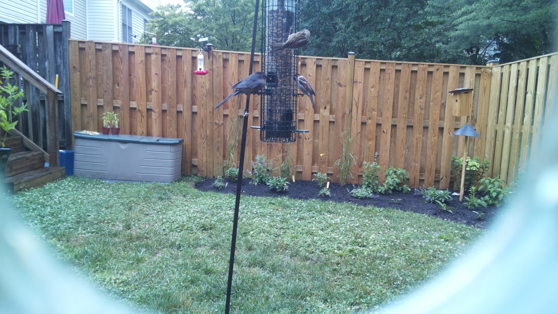 Purple Finch