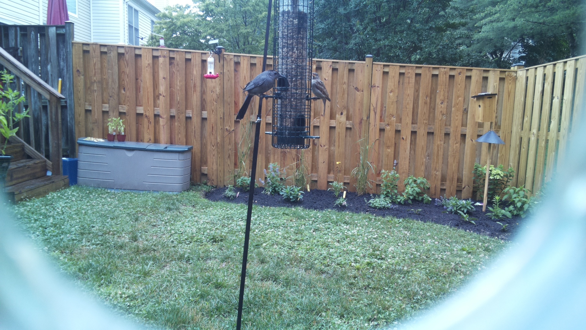 Likely Blackbird/Grackle