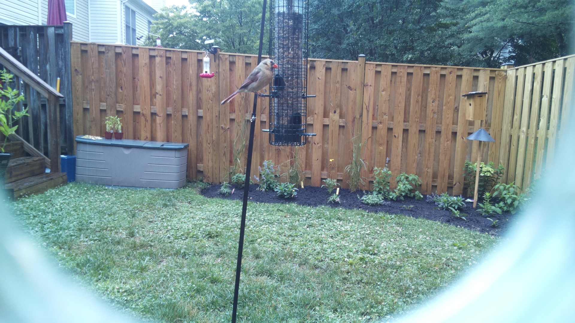 Northern Cardinal