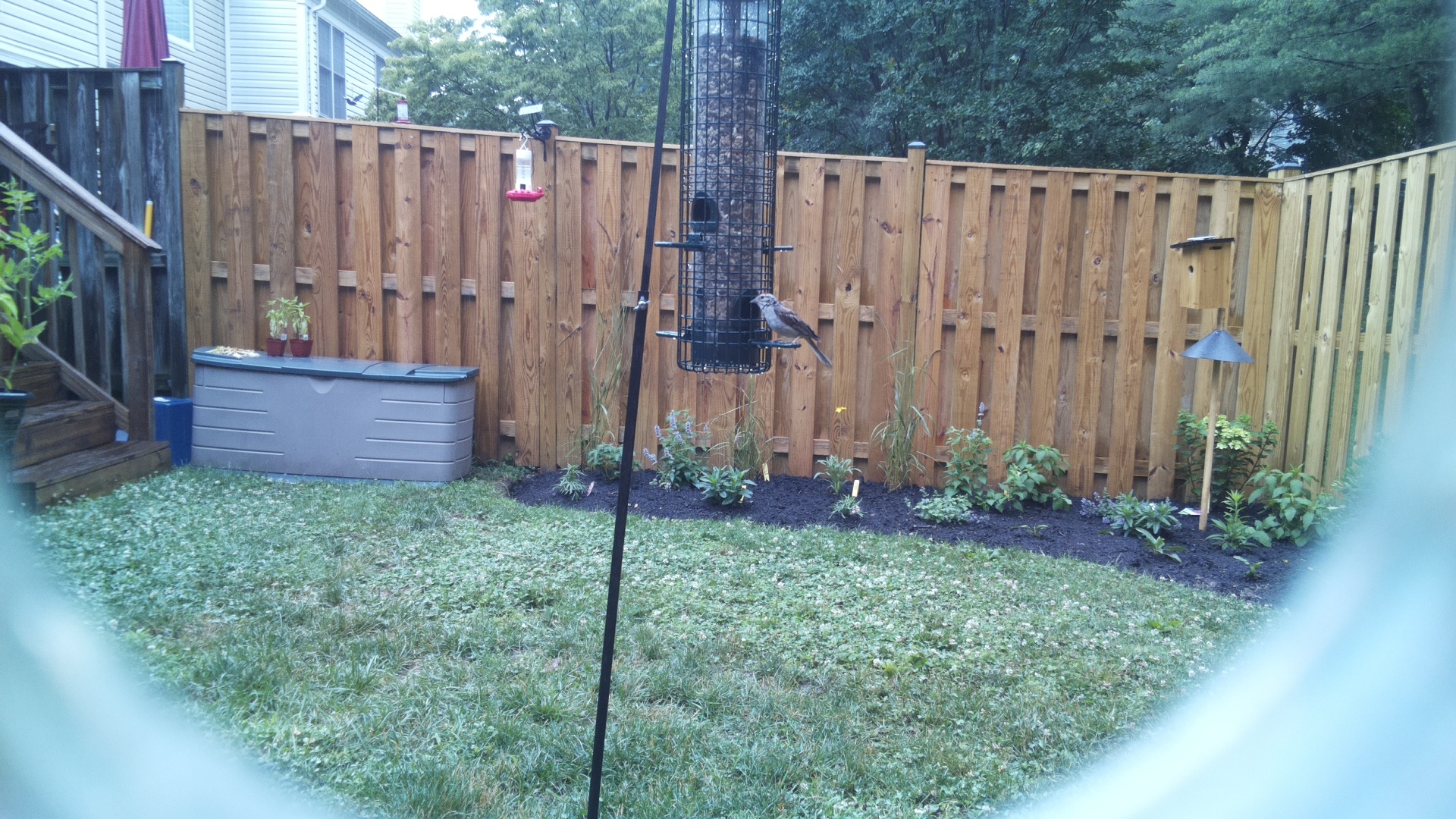 Likely Finch