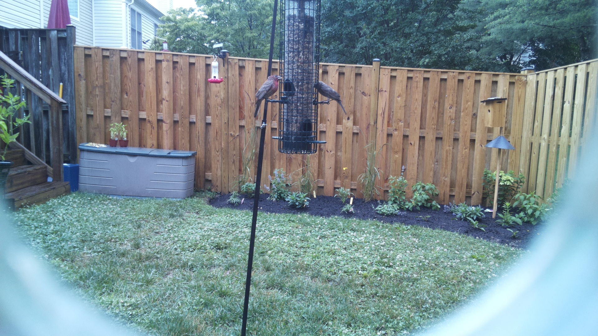Purple Finch