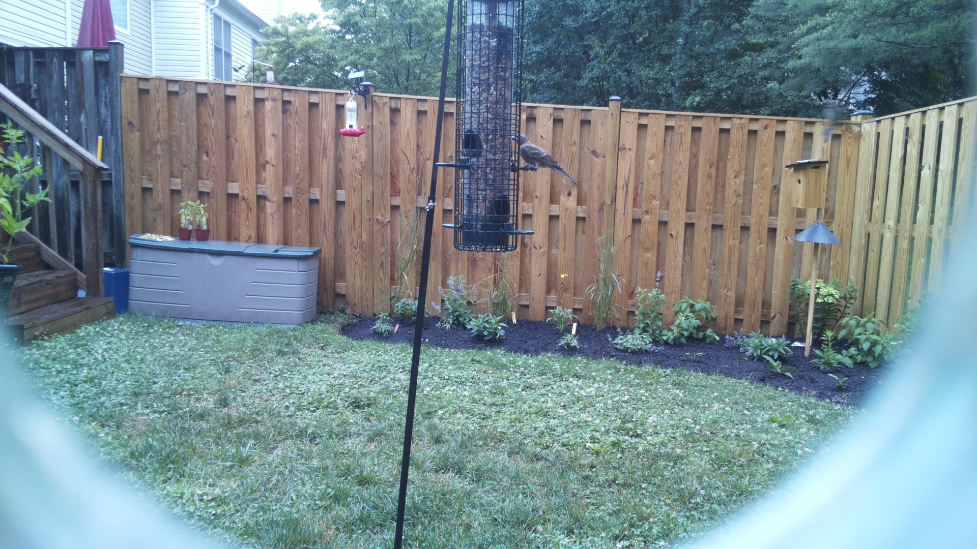 Unknown Bird