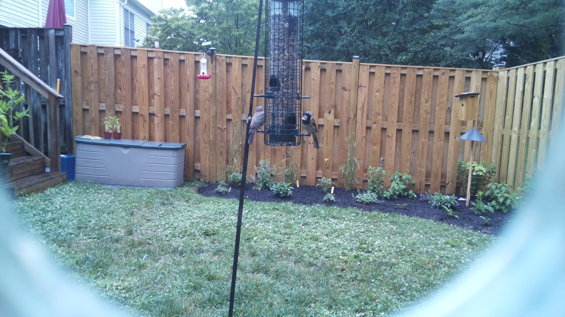 Likely Finch