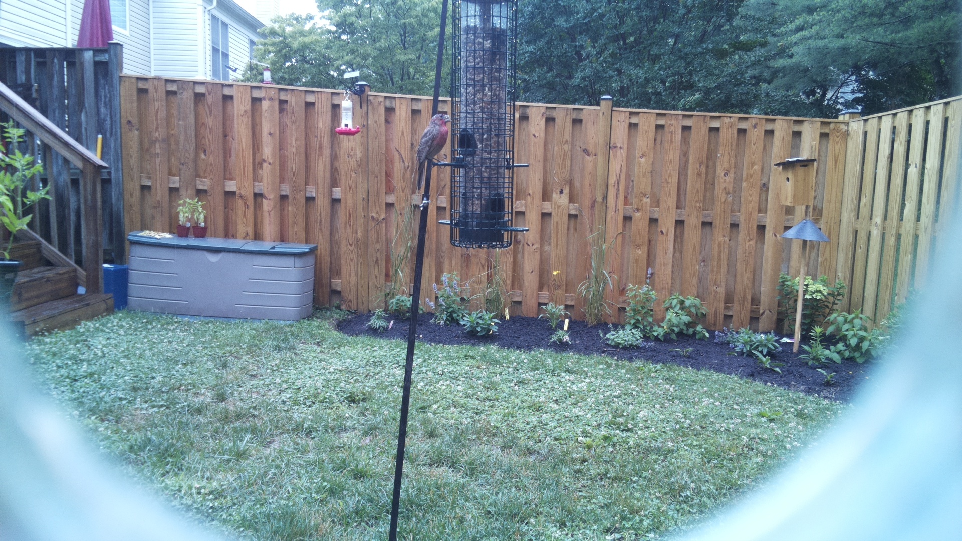 Purple Finch
