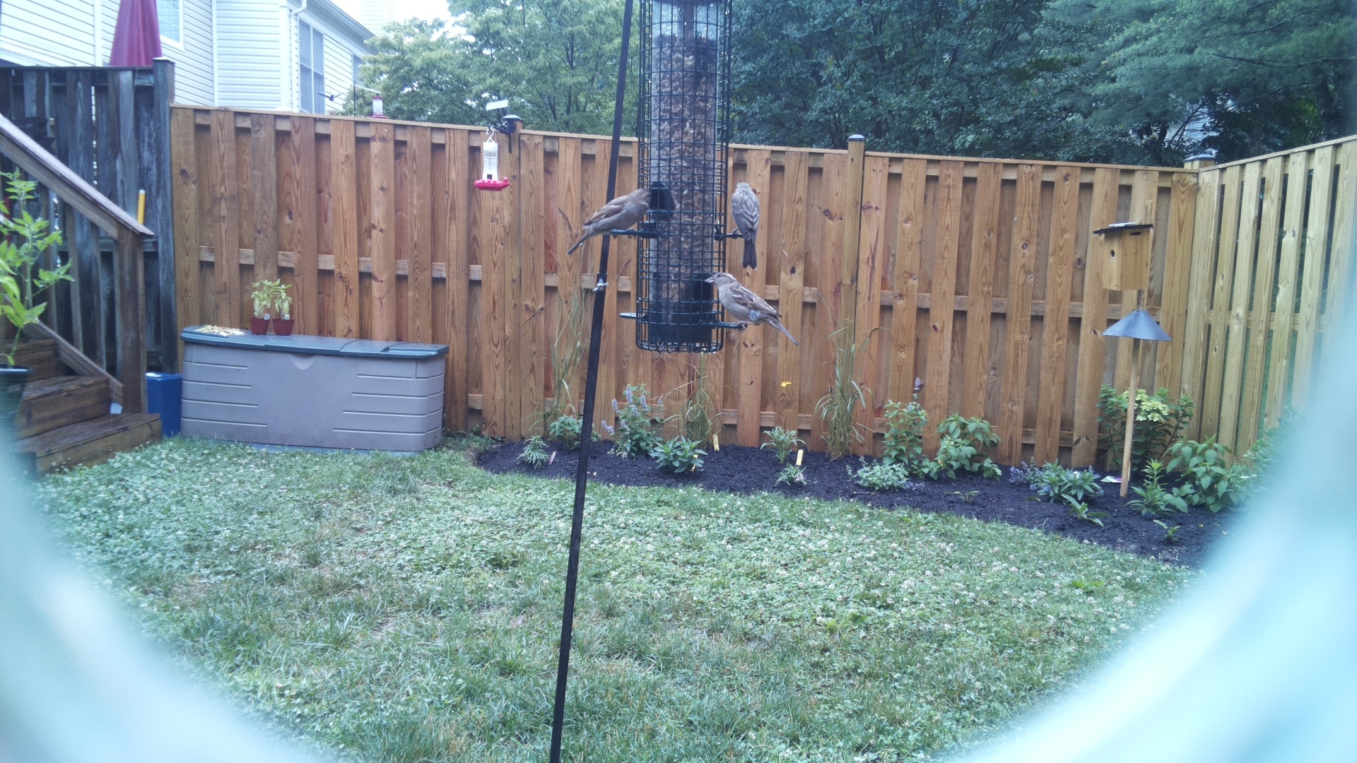 Unknown Bird