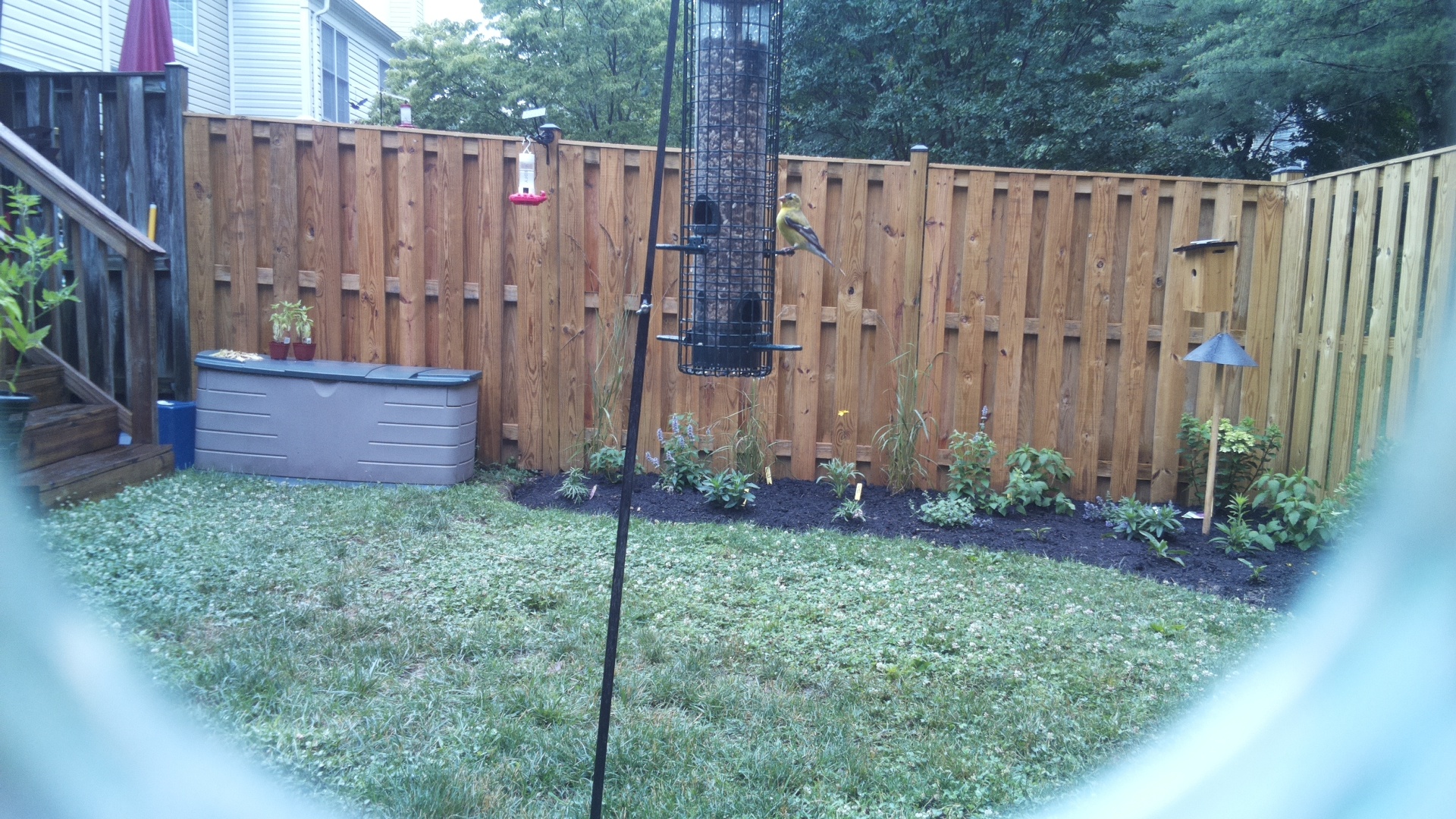 American Goldfinch