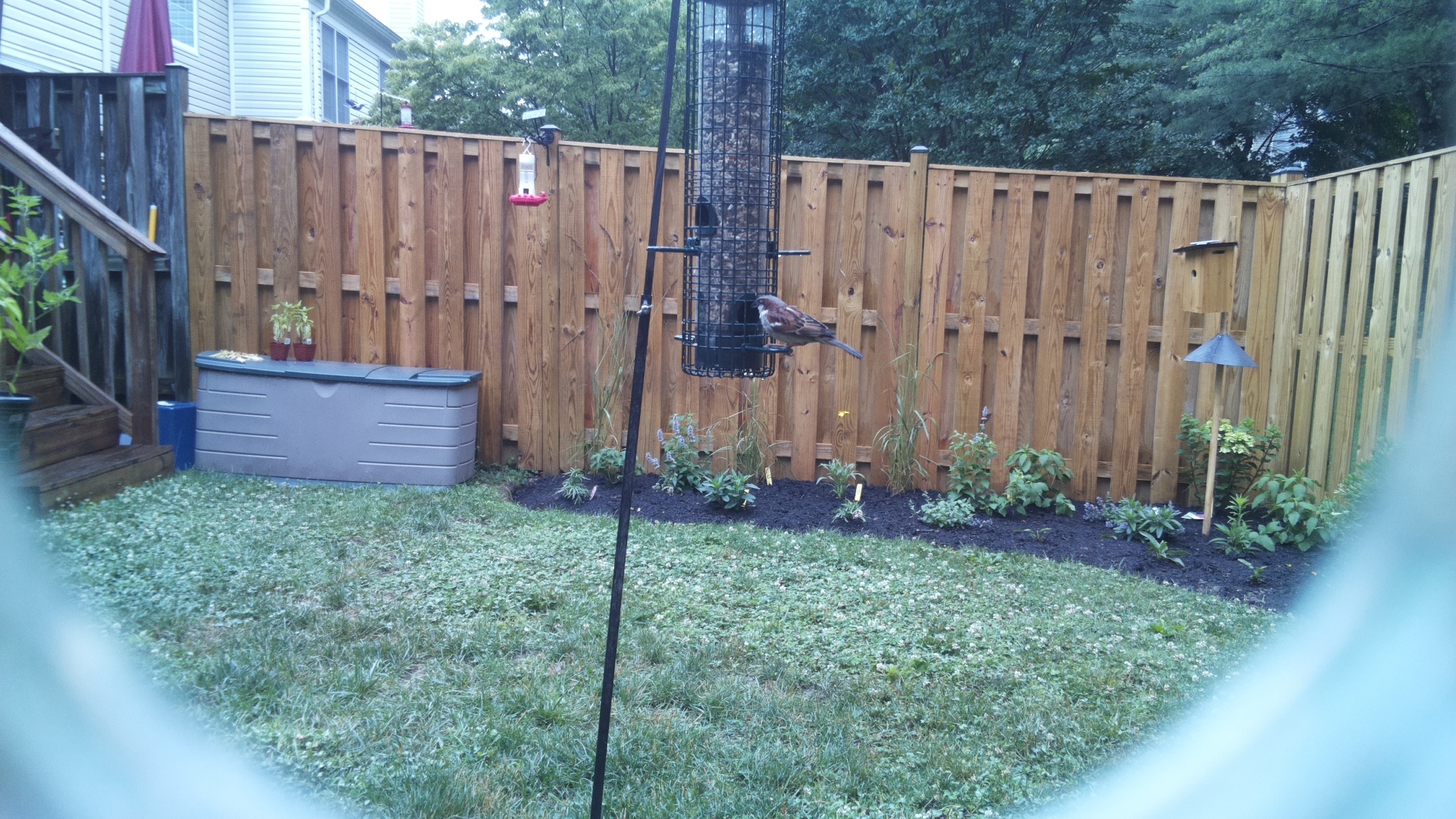 Purple Finch