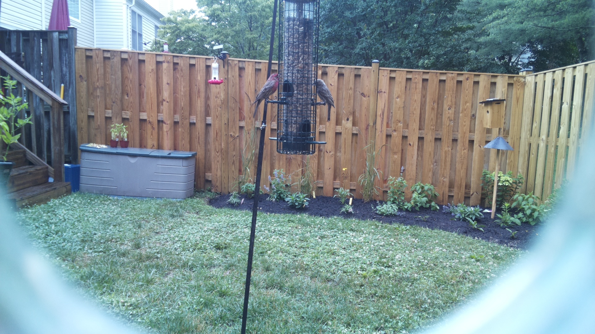 Purple Finch
