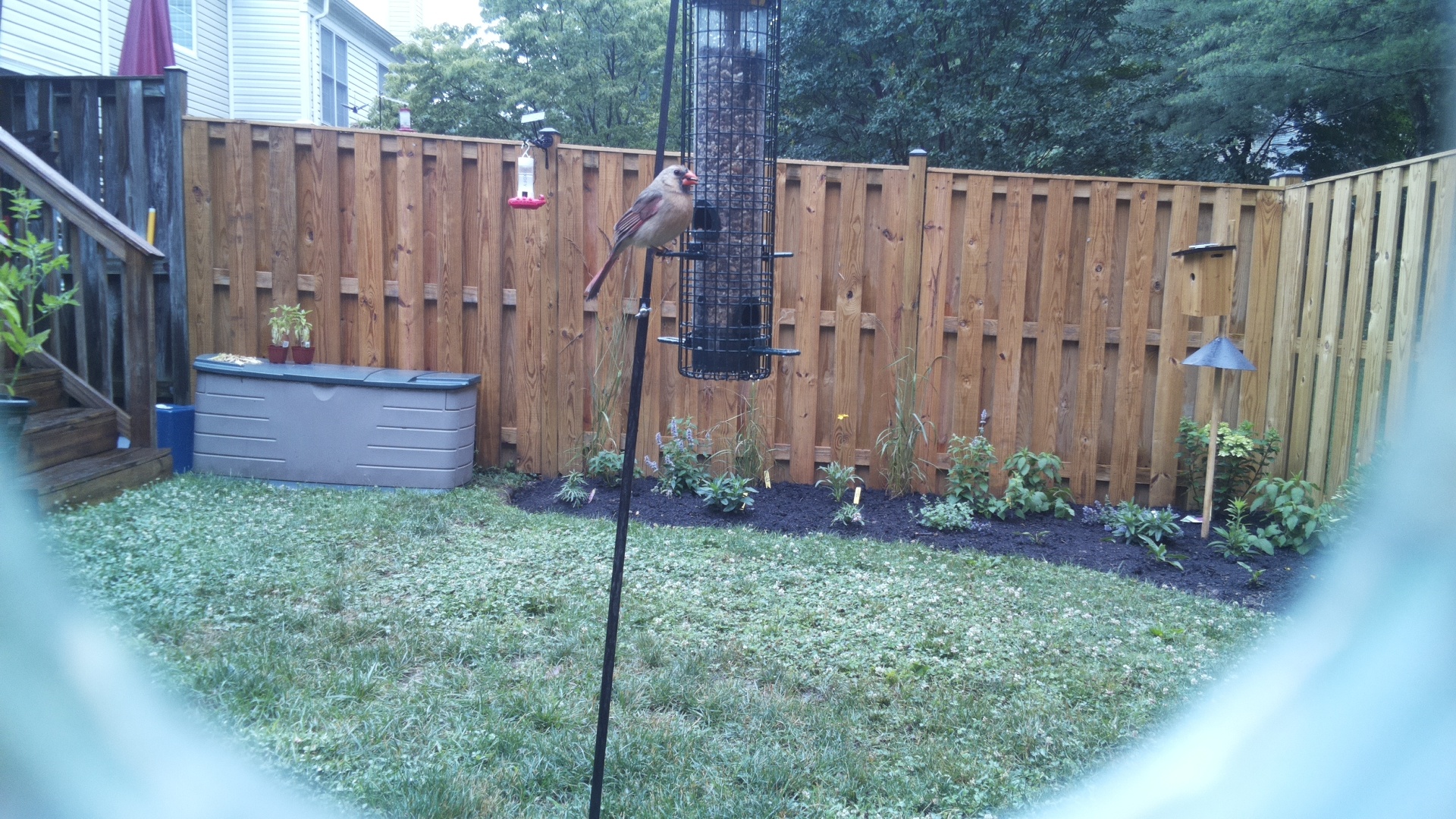Northern Cardinal