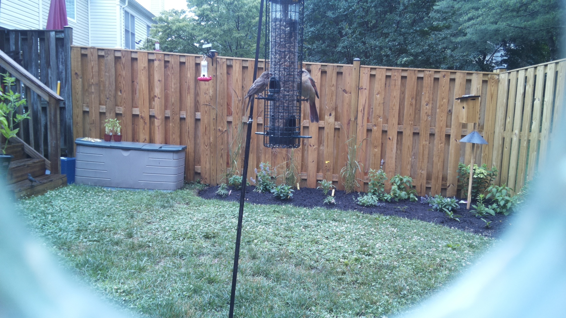 Likely Finch
