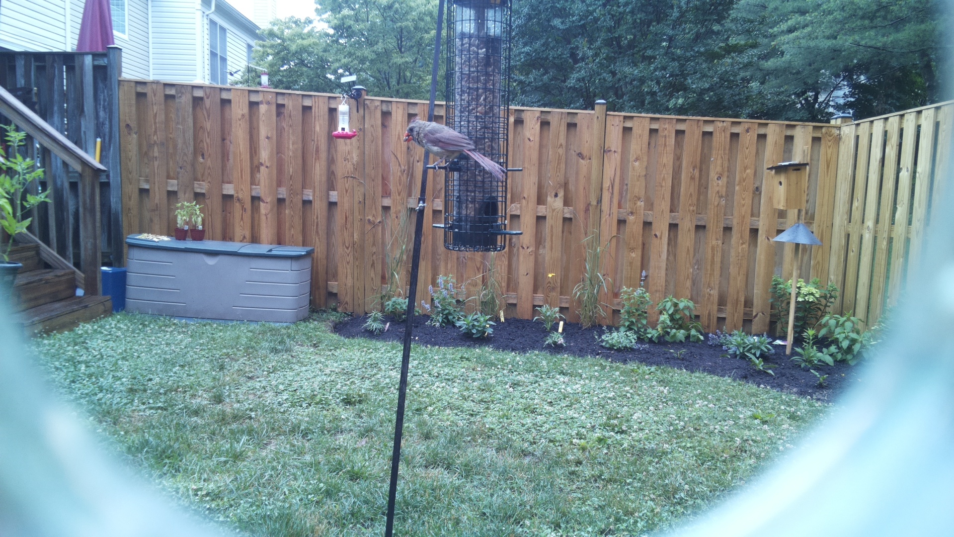 Unknown Bird