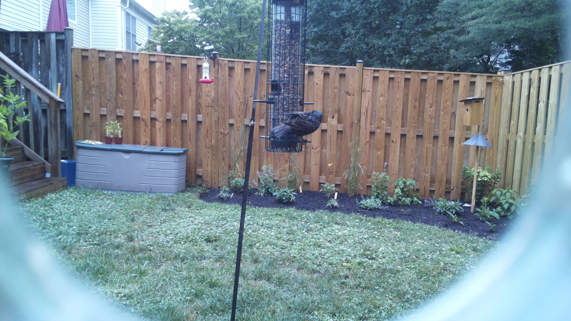 Brown-headed Cowbird