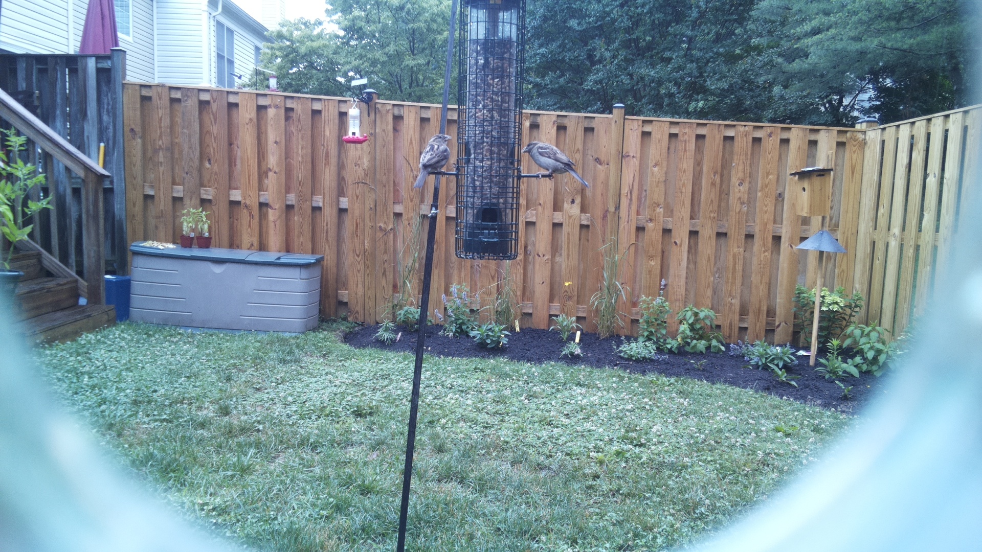 Likely Sparrow