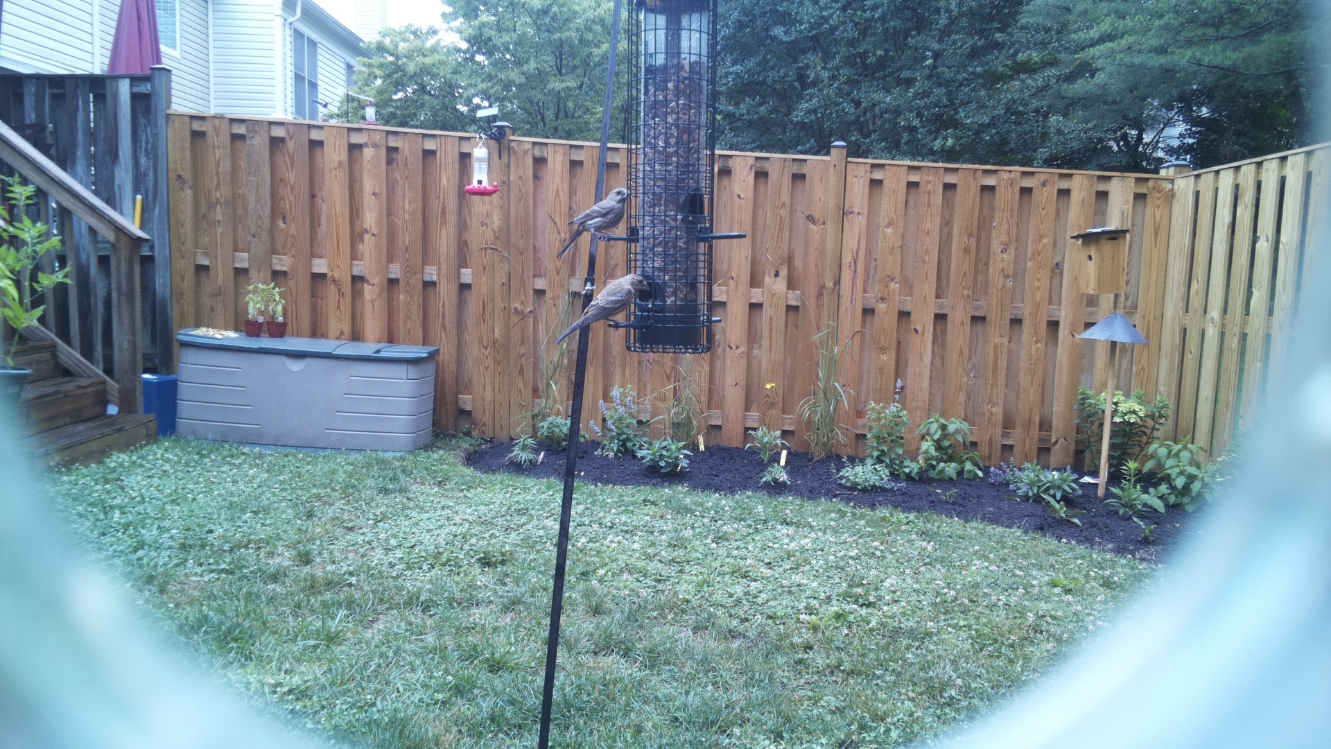 Brown-headed Cowbird