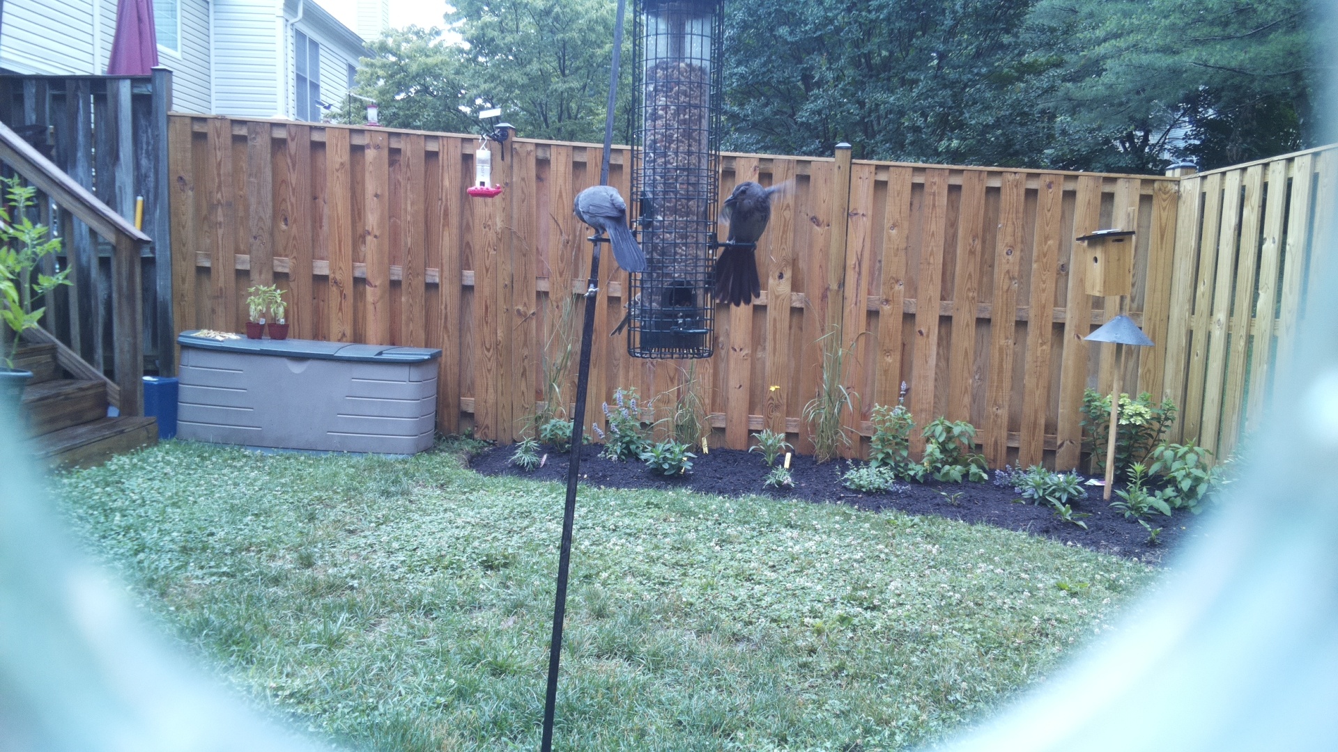 Unknown Bird