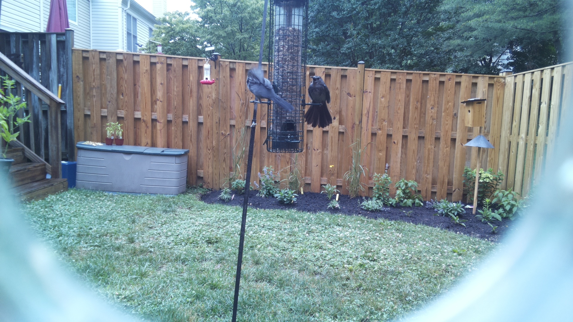 Unknown Bird
