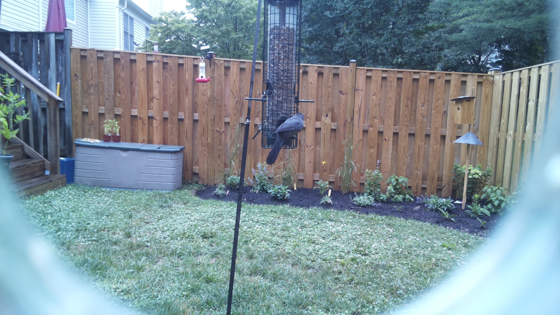 Likely Blackbird/Grackle