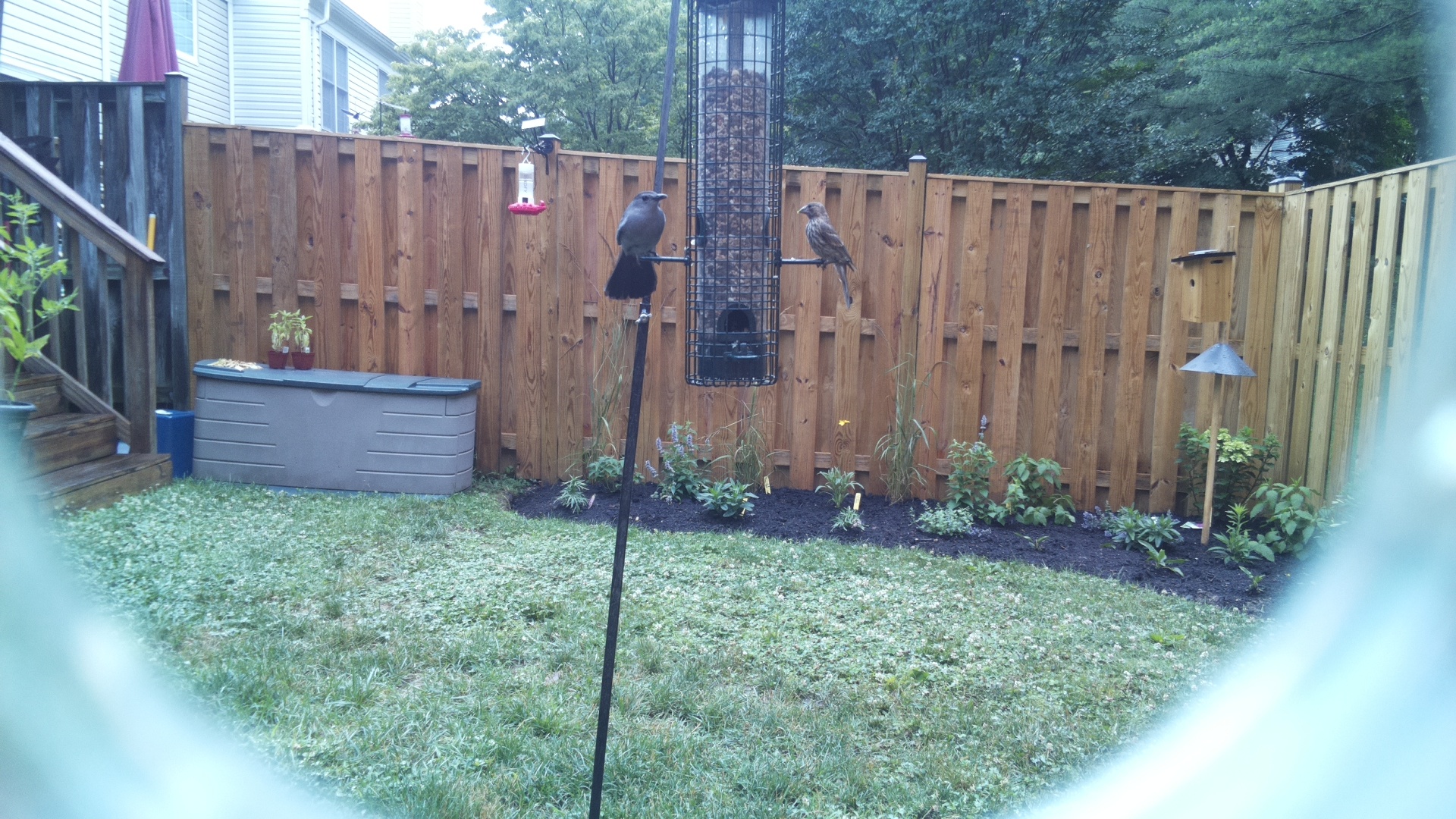 Brown-headed Cowbird