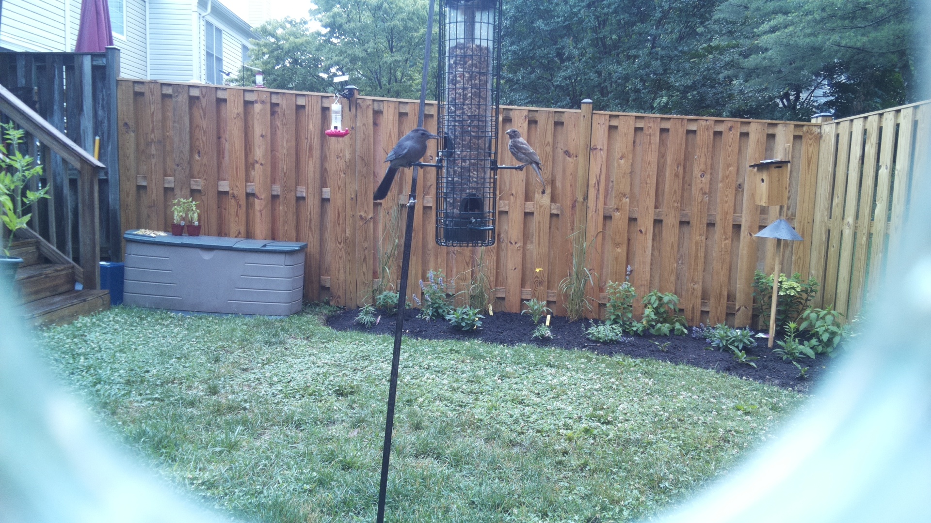Likely Blackbird/Grackle