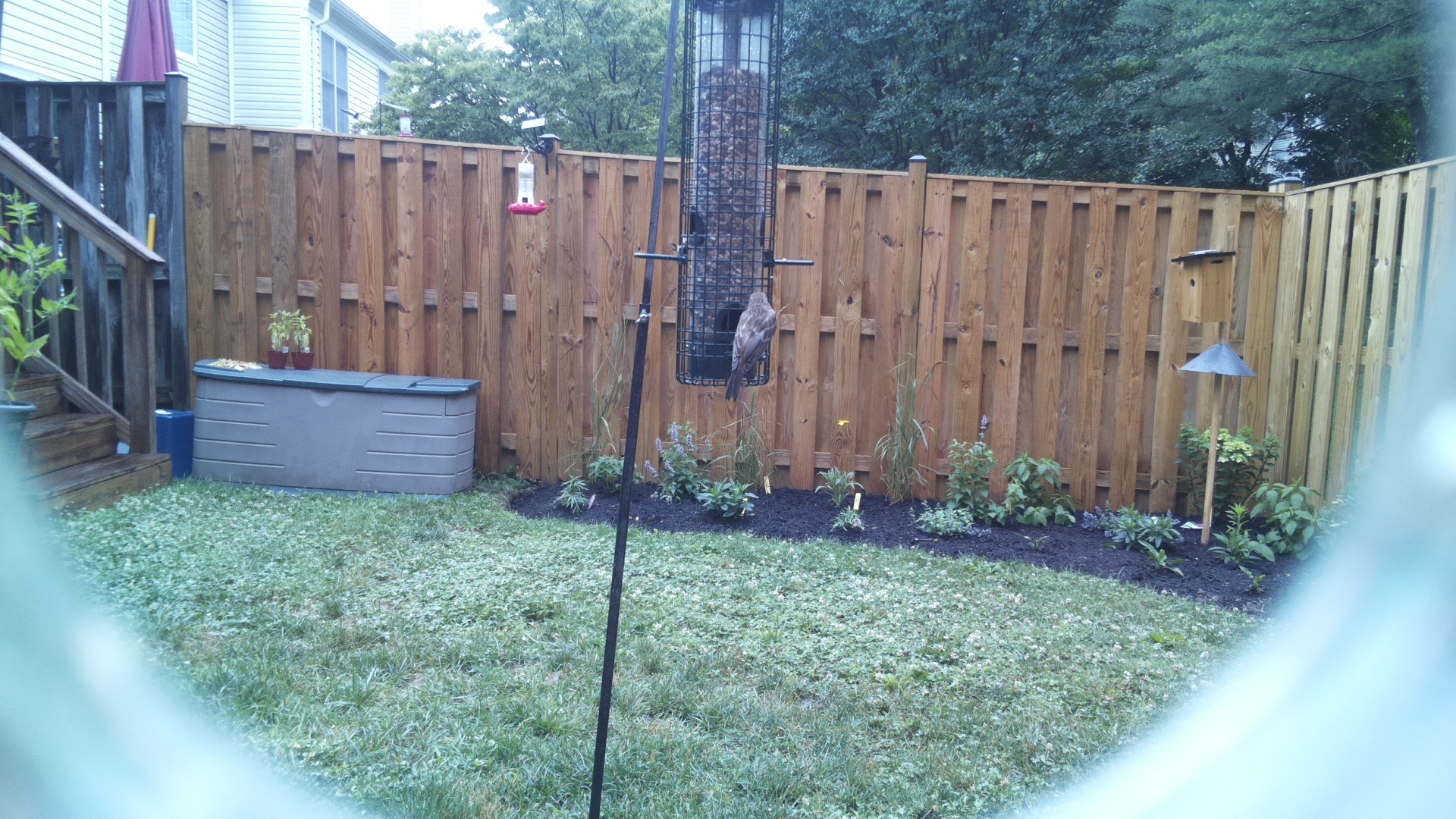 Likely Finch